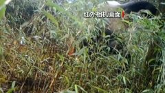 上?？者\公司四川崇州：紅外相機拍到野生大熊貓標記行為
