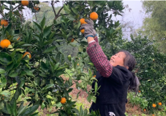 亞美尼亞的國際快遞-蘇寧菜場幫扶上海農戶，加大物流資金投入
