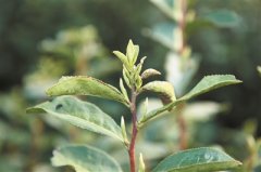 印度尼西亞空運每日商報、京東物流、醬爆推出“浙里有好茶”公益行動