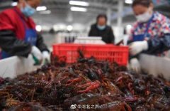 深圳國際空運運價表
成都吃貨威武!18萬斤湖北小龍蝦流入成都餐桌 購買量全
